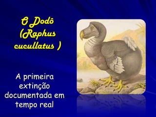 O Dodô
   (Raphus
  cucullatus )

   A primeira
    extinção
documentada em
  tempo real
 