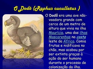 O Dodô (Raphus cucullatus )
            O Dodô era uma ave não-
              voadora grande com
              cerca de um metro de
              altura que vivia na ilha
              Maurícia, uma das ilhas
              Mascarenhas na costa
              leste da África. Comia
              frutas e nidificava no
              chão, mas acabou por
              ser extinta graças à
              ação do ser humano
              durante o processo de
              colonização da ilha.
 