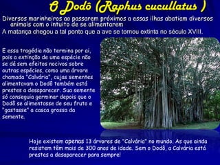O Dodô (Raphus cucullatus )
Diversos marinheiros ao passarem próximos a essas ilhas abatiam diversos
   animais com o intuito de se alimentarem
A matança chegou a tal ponto que a ave se tornou extinta no século XVIII.


E essa tragédia não termina por ai,
pois a extinção de uma espécie não
se dá sem efeitos nocivos sobre
outras espécies, como uma árvore
chamada "Calvária", cujas sementes
alimentavam o Dodô também está
prestes a desaparecer. Sua semente
só conseguia germinar depois que o
Dodô se alimentasse de seu fruto e
"gastasse" a casca grossa da
semente.



          Hoje existem apenas 13 árvores de "Calvária" no mundo. As que ainda
          resistem têm mais de 300 anos de idade. Sem o Dodô, a Calvária está
          prestes a desaparecer para sempre!
 