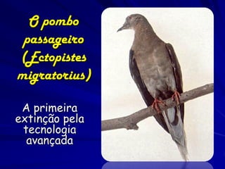 O pombo
 passageiro
(Ectopistes
migratorius)

 A primeira
extinção pela
 tecnologia
  avançada
 