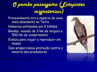 O pombo passageiro (Ectopistes
          migratorius)
Provavelmente era a espécie de aves
  mais abundante na Terra
Números estimados em 5 bilhões
Bandas voando de 3 km de largura e
  500 km de comprimento
Evoluiu para viajar e reproduzir em
  massa
Isso proporcionou proteção contra a
  maioria dos predadores
 