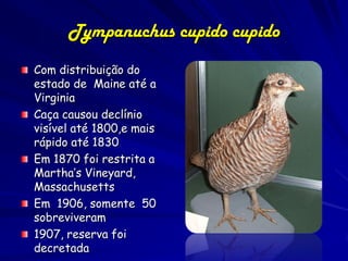 Tympanuchus cupido cupido
Com distribuição do
estado de Maine até a
Virginia
Caça causou declínio
visível até 1800,e mais
rápido até 1830
Em 1870 foi restrita a
Martha’s Vineyard,
Massachusetts
Em 1906, somente 50
sobreviveram
1907, reserva foi
decretada
 