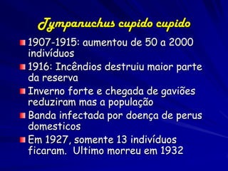 Tympanuchus cupido cupido
1907-1915: aumentou de 50 a 2000
indivíduos
1916: Incêndios destruiu maior parte
da reserva
Inverno forte e chegada de gaviões
reduziram mas a população
Banda infectada por doença de perus
domesticos
Em 1927, somente 13 indivíduos
ficaram. Ultimo morreu em 1932
 