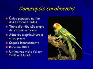 Conuropsis carolinensis
Único papagaio nativo
dos Estados Unidos.
Tinha distribuição ampla
de Virginia a Texas
Adaptou a agricultura e
virou praga
Caçado intensamente
Rara em 1880
Ultima vez visto foi em
1920 na Florida
 