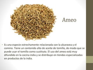 Ameo
• Es una especie estrechamente relacionada con la alcaravea y el
comino. Tiene un contenido alto de aceite de tomillo, de modo que se
puede usar el tomillo como sustituto. El uso del ameo está muy
difundido en la cocina india y se distribuye en tiendas especializadas
en productos de la india.
 