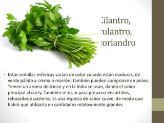 Cilantro,
culantro,
coriandro
• Estas semillas esféricas varían de color cuando están maduras, de
verde pálido a crema o marrón; también pueden comprarse en polvo.
Tienen un aroma delicioso y en la India se asan, dando el sabor
principal al curry. También se usan para preparar encurtidos,
rebozados y pasteles. Es una especia de sabor suave; de modo que
habrá que utilizarla en cantidades relativamente grandes.
 