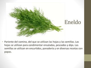 Eneldo
• Pariente del comino, del que se utilizan las hojas y las semillas. Las
hojas se utilizan para condimentar ensaladas, pescados y dips. Las
semillas se utilizan en encurtidos, panadería y en diversas recetas con
papas.
 
