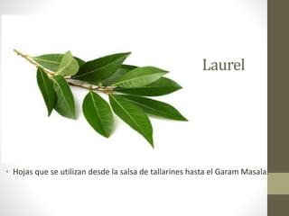 Laurel
• Hojas que se utilizan desde la salsa de tallarines hasta el Garam Masala.
 