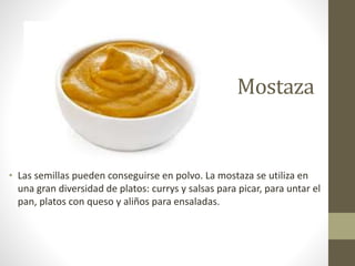 Mostaza
• Las semillas pueden conseguirse en polvo. La mostaza se utiliza en
una gran diversidad de platos: currys y salsas para picar, para untar el
pan, platos con queso y aliños para ensaladas.
 