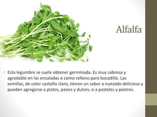 Alfalfa
• Esta legumbre se suele obtener germinada. Es muy sabrosa y
agradable en las ensaladas o como relleno para bocadillo. Las
semillas, de color castaño claro, tienen un sabor a nuezado delicioso y
pueden agregarse a platos, panes y dulces, o a pasteles y postres.
 