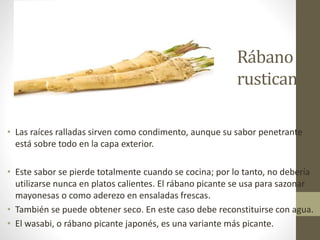 Rábano
rusticano
• Las raíces ralladas sirven como condimento, aunque su sabor penetrante
está sobre todo en la capa exterior.
• Este sabor se pierde totalmente cuando se cocina; por lo tanto, no debería
utilizarse nunca en platos calientes. El rábano picante se usa para sazonar
mayonesas o como aderezo en ensaladas frescas.
• También se puede obtener seco. En este caso debe reconstituirse con agua.
• El wasabi, o rábano picante japonés, es una variante más picante.
 