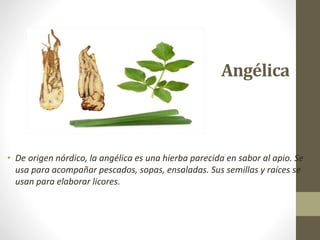 Angélica
• De origen nórdico, la angélica es una hierba parecida en sabor al apio. Se
usa para acompañar pescados, sopas, ensaladas. Sus semillas y raíces se
usan para elaborar licores.
 
