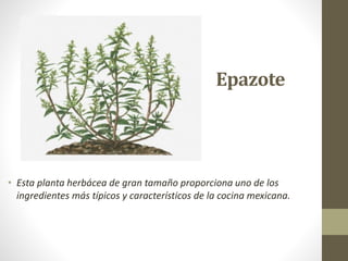 Epazote
• Esta planta herbácea de gran tamaño proporciona uno de los
ingredientes más típicos y característicos de la cocina mexicana.
 