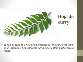 Hoja de
curry
• La hoja de curry es la hoja de un árbol tropical originario de la India,
es un ingrediente habitual en los currys indios y otras muchas recetas
Indias.
 