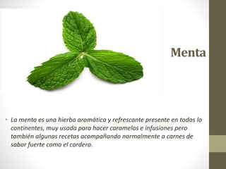 Menta
• La menta es una hierba aromática y refrescante presente en todos lo
continentes, muy usada para hacer caramelos e infusiones pero
también algunas recetas acompañando normalmente a carnes de
sabor fuerte como el cordero.
 