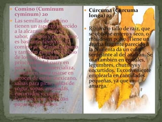  Comino (Cuminum
cyminum) 20
 Las semillas de comino
tienen un aspecto parecido
a la alcaravea, pero su
sabor, picante y penetrante,
es bastante diferente. El
comino se obtiene en grano
y también en polvo. Es uno
de los ingredientes
principales del curry en
polvo que se comercializa,
y también suele usarse en
arroces de estilo mexicano,
salsas para picar, salsas de
yogur, sopas, ensaladas,
encurtidos y currys.
Combina muy bien con
papas y legumbres.
 Cúrcuma (Curcuma
longa) 22
 Rizoma o tallo de raíz, que
se obtiene entero y seco, o
molido en polvo. Tiene un
aroma fragante parecido a
la pimienta da un color
semejante al del azafrán. Se
usa también en cereales,
legumbres, chutneys y
encurtidos. Es conveniente
emplearla en cantidades
pequeñas, ya que es
amarga.
 