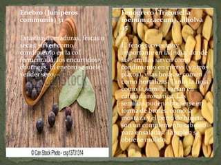  Enebro (Juniperos
communis) 31
 Estas bayas maduras, fescas o
secas, sirven como
condimento en la col
fermentada, los encurtidos y
chutneys. El enebro se suele
vender seco.
 Fenogreco (Trigonella
foenumgraecum), alholva
45
 El fenogreco es muy
importante en la India, donde
las semillas sirven como
condimento en currys (y otros
platos), y las hojas se comen
como hortalizas. Tanto la hoja
como la semilla varían en
calidad aromática. Las
semillas puden obtenerse en
forma de brotes, como la
mostaza y el berro de huerta;
son un complemento sabroso
para ensaladas. También se
obtiene molido.
 