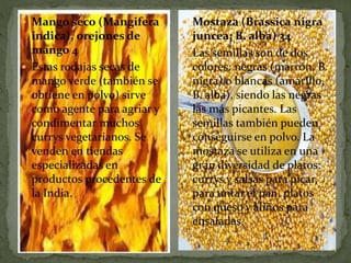  Mango seco (Mangifera
indica), orejones de
mango 4
 Estas rodajas secas de
mango verde (también se
obtiene en polvo) sirve
como agente para agriar y
condimentar muchos
currys vegetarianos. Se
venden en tiendas
especializadas en
productos procedentes de
la India.
 Mostaza (Brassica nigra
juncea; B. alba) 34
 Las semillas son de dos
colores: negras (marrón, B.
nigra) o blancas (amarillo,
B. alba), siendo las negras
las más picantes. Las
semillas también pueden
conseguirse en polvo. La
mostaza se utiliza en una
gran diversidad de platos:
currys y salsas para picar,
para untar el pan, platos
con queso y aliños para
ensaladas.
 