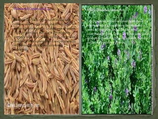  Alcaravea(Carumcarvi)44
 Son semillas finas en forma de media luna,
con un sabor fuerte muy característico que no
gusta a todo el mundo. La alcaravea se usa en
la col fermentada, pan, torta de alcaravea,
pastas y salsa de queso para picar, encurtidos
dulces, galletas y panecillos. Es un ingrediente
muy popular en la cocina alemana y
austríaca.
 Alfalfa(Medicadosativa)12
 Esta legumbre se suele obtener germinada. Es
muy sabrosa y agradable en las ensaladas o
como relleno para bocadillo. Las semillas, de
color castaño claro, tienen un sabor anuezado
delicioso y pueden agregarse a platos, panes y
dulces, o a pasteles y postres.
 