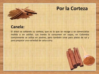 Por la Corteza
Canela:
El árbol va soltando su corteza, que es la que se recoge y se comercializa
molida o en astillas. Los iraníes la consumen en sopas, en Colombia
comúnmente se utiliza en postres, pero también sirve para platos de sal y
para preparar una variedad de salsa curry.
 