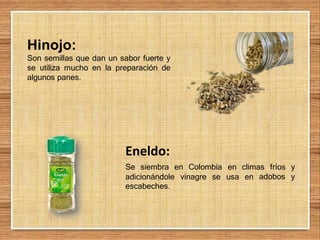 Eneldo:
Se siembra en Colombia en climas fríos y
adobos y
adicionándole vinagre se usa en
escabeches.
Hinojo:
Son semillas que dan un sabor fuerte y
se utiliza mucho en la preparación de
algunos panes.
 