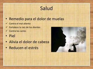 Salud
• Remedio para el dolor de muelas
 Contra el mal aliento
 Fortalece la raíz de los dientes
 Contra las caries
• Piel
• Alivia el dolor de cabeza
• Reducen el estrés
 