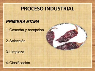 PROCESO INDUSTRIAL
PRIMERA ETAPA
1.Cosecha y recepción
2.Selección
3.Limpieza
4.Clasificación
 