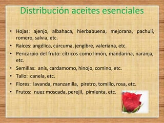 Distribución aceites esenciales
• Hojas: ajenjo, albahaca, hierbabuena, mejorana, pachulí,
romero, salvia, etc.
• Raíces: angélica, cúrcuma, jengibre, valeriana, etc.
• Pericarpio del fruto: cítricos como limón, mandarina, naranja,
etc.
• Semillas: anís, cardamomo, hinojo, comino, etc.
• Tallo: canela, etc.
• Flores: lavanda, manzanilla, piretro, tomillo, rosa, etc.
• Frutos: nuez moscada, perejil, pimienta, etc.
 