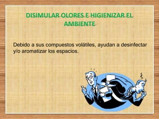 DISIMULAR OLORES E HIGIENIZAR EL
AMBIENTE
Debido a sus compuestos volátiles, ayudan a desinfectar
y/o aromatizar los espacios.
 