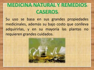 MEDICINA NATURAL Y REMEDIOS
CASEROS
Su uso se basa en sus grandes propiedades
medicinales, además su bajo costo que conlleva
adquirirlas, y en su mayoría las plantas no
requieren grandes cuidados.
 