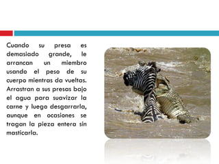 Cuando su presa es
demasiado grande, le
arrancan     un    miembro
usando el peso de su
cuerpo mientras da vueltas.
Arrastran a sus presas bajo
el agua para suavizar la
carne y luego desgarrarla,
aunque en ocasiones se
tragan la pieza entera sin
masticarla.
 