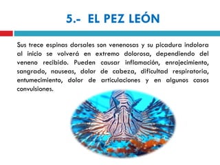 5.- EL PEZ LEÓN
Sus trece espinas dorsales son venenosas y su picadura indolora
al inicio se volverá en extremo dolorosa, dependiendo del
veneno recibido. Pueden causar inflamación, enrojecimiento,
sangrado, nauseas, dolor de cabeza, dificultad respiratoria,
entumecimiento, dolor de articulaciones y en algunos casos
convulsiones.
 