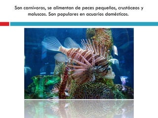 Son carnívoros, se alimentan de peces pequeños, crustáceos y
      moluscos. Son populares en acuarios domésticos.
 