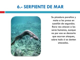 6.- SERPIENTE DE MAR
              Su picadura paraliza y
                mata a las presa en
               cuestión de segundos.
               Rara vez atacan a los
              seres humanos, aunque
              no por eso se descarta
               que ocurran ataques,
              sobre todo si se sienten
                     atacadas.
 