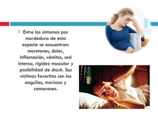   Entre los síntomas por
    mordedura de esta
   especie se encuentran:
      moretones, dolor,
 inflamación, vómitos, sed
intensa, rigidez muscular y
 posibilidad de shock. Sus
 víctimas favoritas son las
    anguilas, mariscos y
         camarones.
 