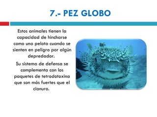 7.- PEZ GLOBO
   Estos animales tienen la
   capacidad de hincharse
 como una pelota cuando se
sienten en peligro por algún
         depredador.
  Su sistema de defensa se
     complementa con los
 paquetes de tetrodotoxina
 que son más fuertes que el
           cianuro.
 