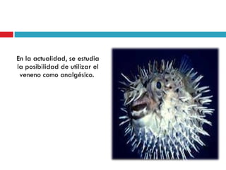 En la actualidad, se estudia
la posibilidad de utilizar el
 veneno como analgésico.
 