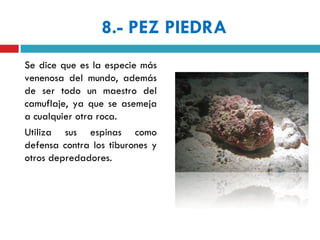 8.- PEZ PIEDRA
Se dice que es la especie más
venenosa del mundo, además
de ser todo un maestro del
camuflaje, ya que se asemeja
a cualquier otra roca.
Utiliza sus espinas como
defensa contra los tiburones y
otros depredadores.
 