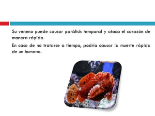 Su veneno puede causar parálisis temporal y ataca el corazón de
manera rápida.
En caso de no tratarse a tiempo, podría causar la muerte rápida
de un humano.
 