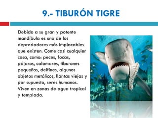 9.- TIBURÓN TIGRE
Debido a su gran y potente
mandíbula es uno de los
depredadores más implacables
que existen. Come casi cualquier
cosa, como: peces, focas,
pájaros, calamares, tiburones
pequeños, delfines, algunos
objetos metálicos, llantas viejas y
por supuesto, seres humanos.
Viven en zonas de agua tropical
y templada.
 