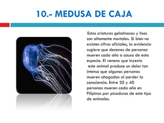 10.- MEDUSA DE CAJA
           Estas criaturas gelatinosas y lisas
          son altamente mortales. Si bien no
          existen cifras oficiales, la evidencia
          sugiere que decenas de personas
          mueren cada año a causa de esta
          especie. El veneno que inyecta
           este animal produce un dolor tan
          intenso que algunas personas
          mueren ahogadas al perder la
          consciencia. Entre 20 y 40
          personas mueren cada año en
          Filipinas por picaduras de este tipo
          de animales. 
 