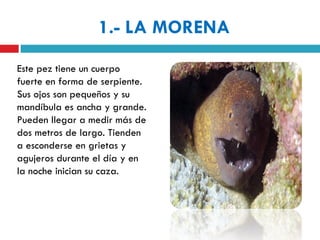 1.- LA MORENA
Este pez tiene un cuerpo
fuerte en forma de serpiente.
Sus ojos son pequeños y su
mandíbula es ancha y grande.
Pueden llegar a medir más de
dos metros de largo. Tienden
a esconderse en grietas y
agujeros durante el día y en
la noche inician su caza.
 