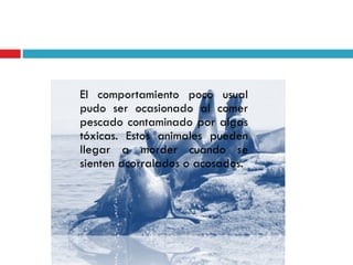 El comportamiento poco usual
pudo ser ocasionado al comer
pescado contaminado por algas
tóxicas. Estos animales pueden
llegar a morder cuando se
sienten acorralados o acosados.
 