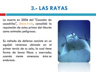 3.- LAS RAYAS
La muerte en 2006 del "Cazador de
cocodrilos", Steve Irwin, consolidó la
reputación de estos primos del tiburón
como animales peligrosos.

Su método de defensa consiste en un
aguijón venenoso ubicado en el
primer tercio de su cola, la cual tiene
forma de lanza filosa y aserrada;
cuando siente amenaza ésta se
endurece.
 