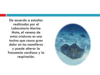 De acuerdo a estudios
     realizados por el
   Laboratorio Marino
   Mote, el veneno de
  estas criaturas es una
 toxina que causa gran
 dolor en los mamíferos
    y puede alterar la
frecuencia cardiaca y la
        respiración.
 