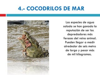 4.- COCODRILOS DE MAR

                Las especies de agua
              salada se han ganado la
                 reputación de ser los
                  depredadores más
              feroces del reino animal.
                Pueden llegar a medir
               alrededor de seis metro
                de largo y pesar más
                  de mil kilogramos.
 