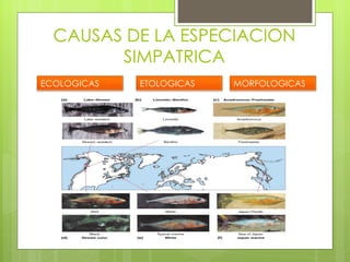 CAUSAS DE LA ESPECIACION
        SIMPATRICA
ECOLOGICAS   ETOLOGICAS   MORFOLOGICAS
 