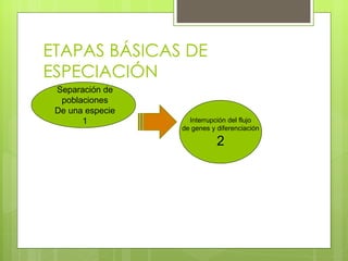 ETAPAS BÁSICAS DE
ESPECIACIÓN
 Separación de
  poblaciones
 De una especie
       1            Interrupción del flujo
                  de genes y diferenciación

                             2
 