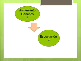 Aislamiento
 Genético
     3




              Especiación
                   4
 