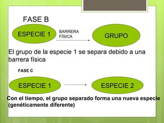FASE B
                   BARRERA
    ESPECIE 1      FÍSICA          GRUPO

El grupo de la especie 1 se separa debido a una
barrera física
    FASE C


    ESPECIE 1                     ESPECIE 2
Con el tiempo, el grupo separado forma una nueva especie
(genéticamente diferente)
 